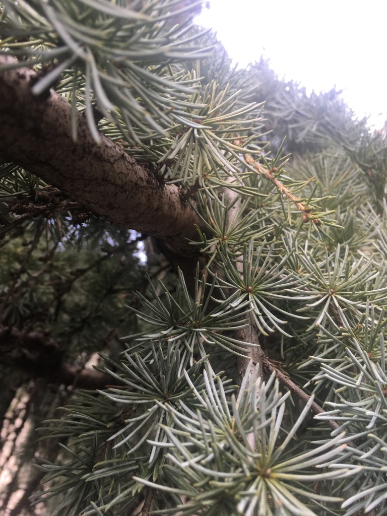 The needles of a pine tree during the winter time.